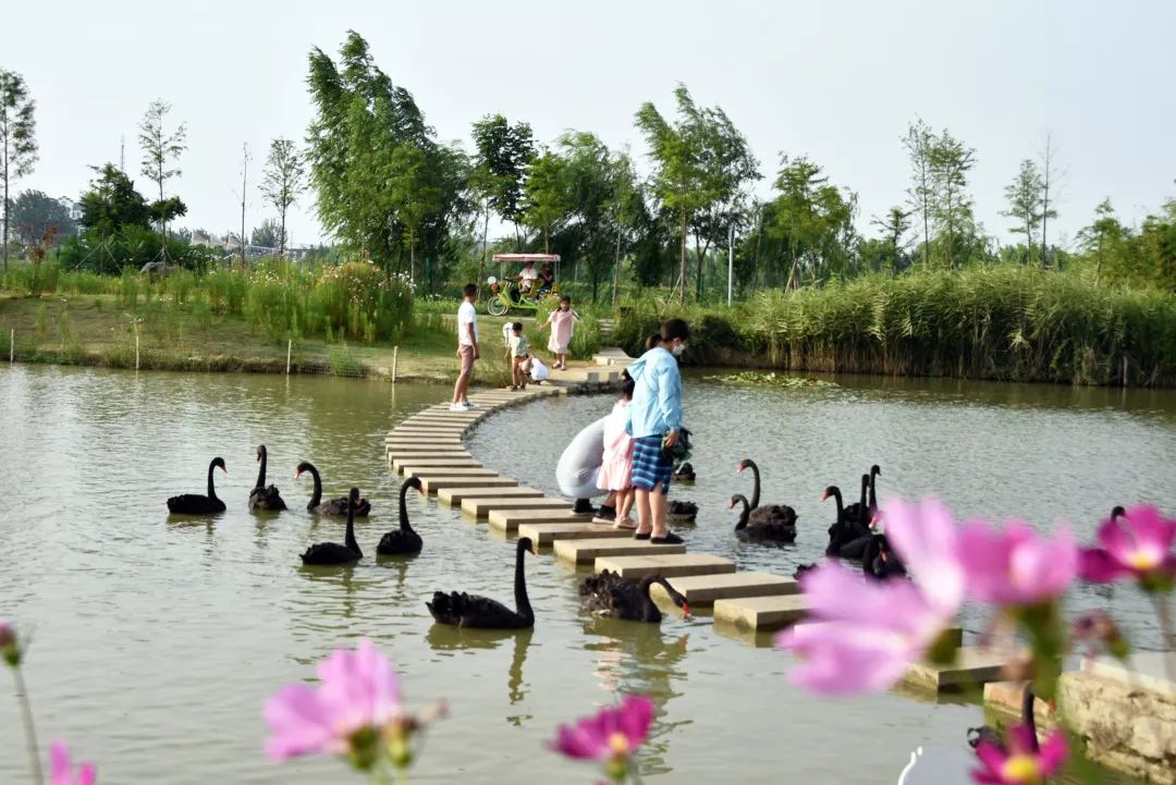 週末去哪兒帶著孩子來雙龍湖溼地觀鳥園吧