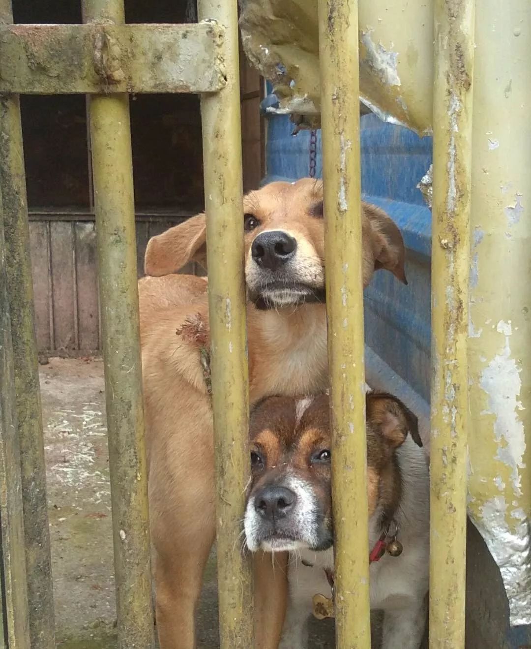 探访丽江流浪狗收容所这些现状让人揪心