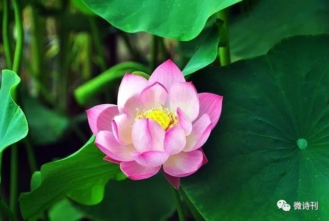 莲花有梦情为谁