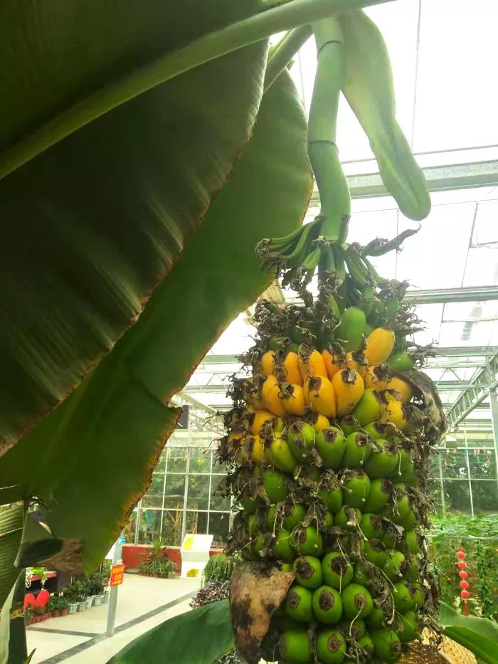 五彩田园"千指蕉"拍卖背后真相竟然是这样