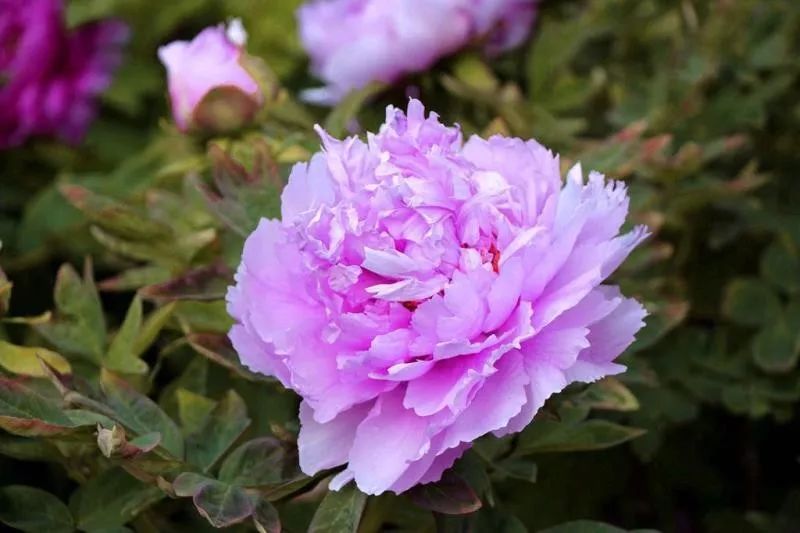 牡丹,我心中的国花!_中国