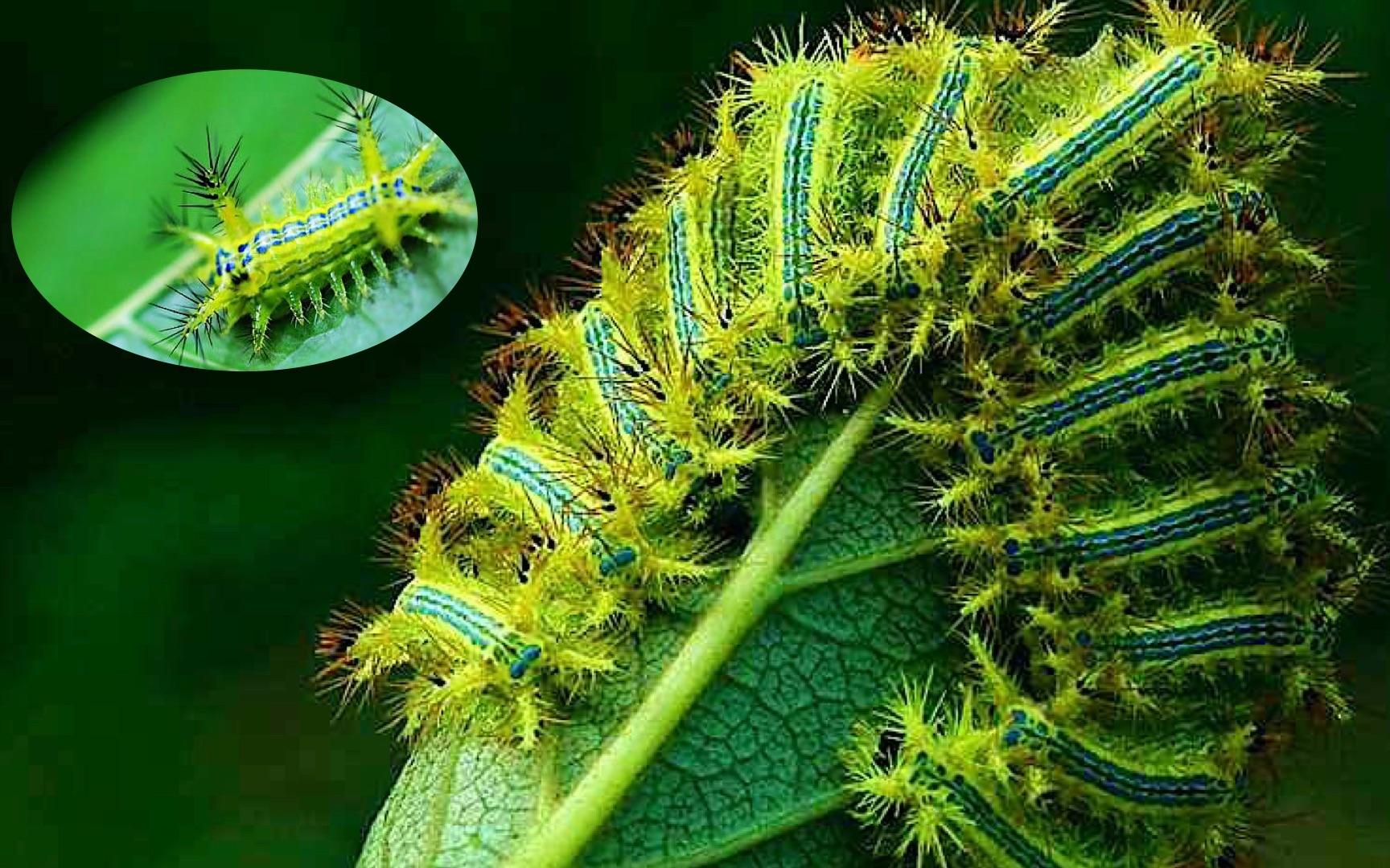 盘点农村常见的一些小动物-不知城市的你们见没见过呢?_蜈蚣