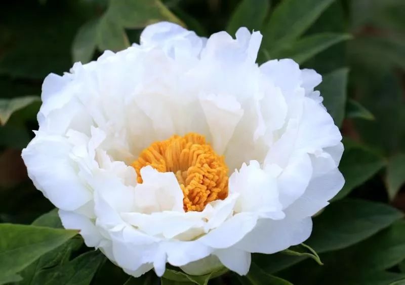 牡丹,我心中的国花!_中国