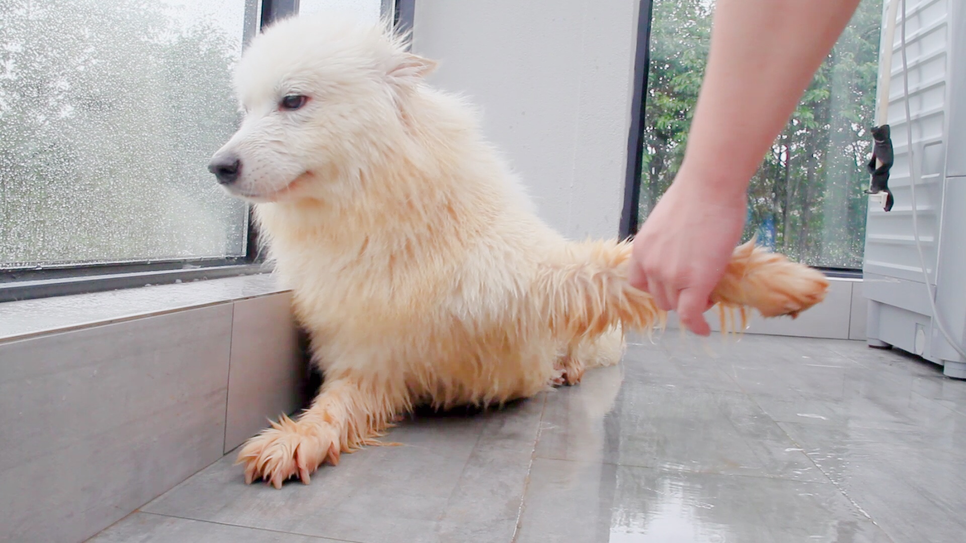 贪玩萨摩耶雨后踩泥巴,最后竟变成"金毛"?