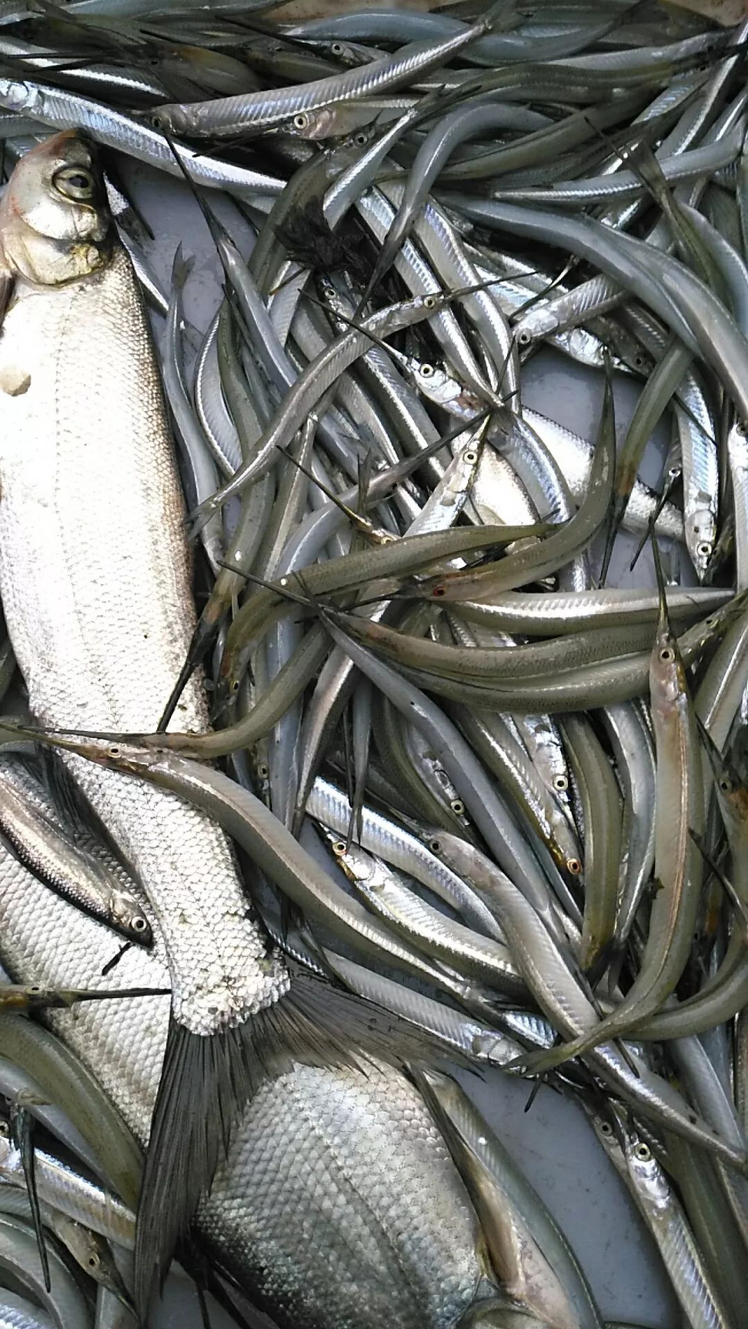 家河野生胖头鱼,针鱼,甲鱼,小鲫鱼,小麻鱼,小白鱼,小河虾,小沙骨脑等