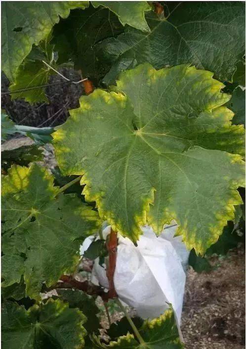 过量的钾会阻碍葡萄对镁的吸收,影响了葡萄叶片的光合作用,造成葡萄