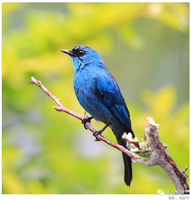 泰山鸟类科普158铜蓝鹟