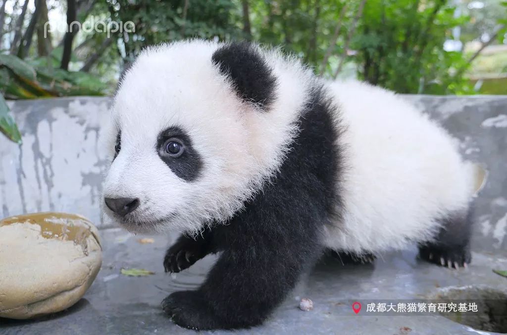 今年年初,小馨告别了幼年园的小伙伴们,搬家到了陕西省珍稀野生动物