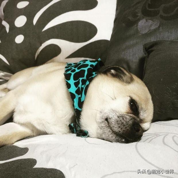 15次你让狗狗失望到了极点给你"那眼神"的情况,你中了几个?