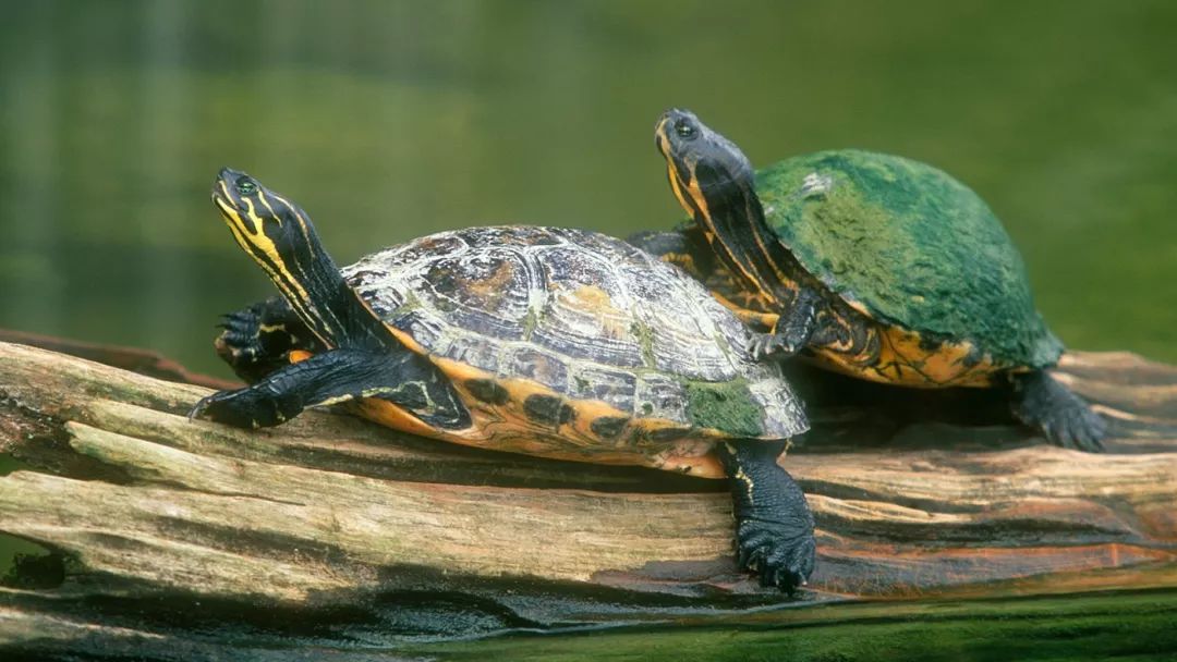 乌龟的这种常见疾病,你注意到了吗?