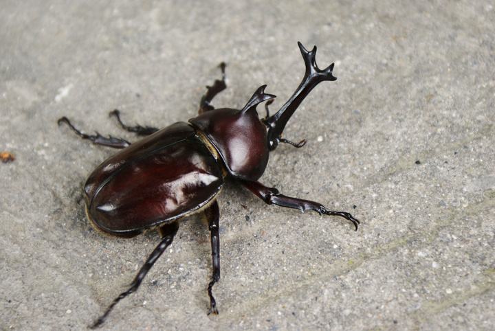 铁牛:咬人,一种死杠到底的虫子,浑身铁甲一般,正名叫天牛.