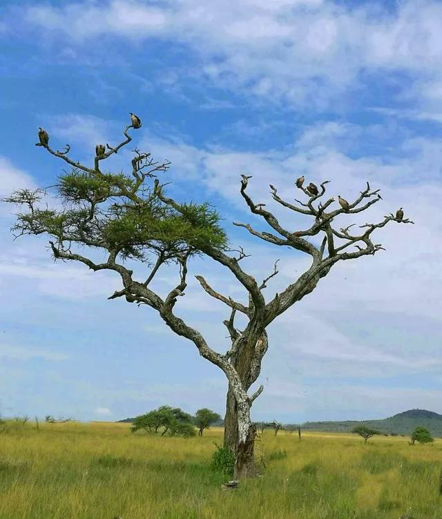 好看小说与一棵树进城秦德龙