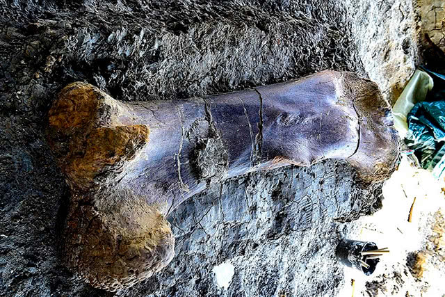 原创法国发现比人还高的恐龙腿骨化石,它的完整程度实属罕见