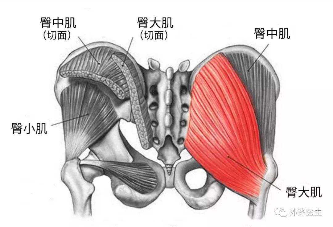 如果我们从局部不好掌握臀大肌的解剖关系,不如我们再从系统解剖学的