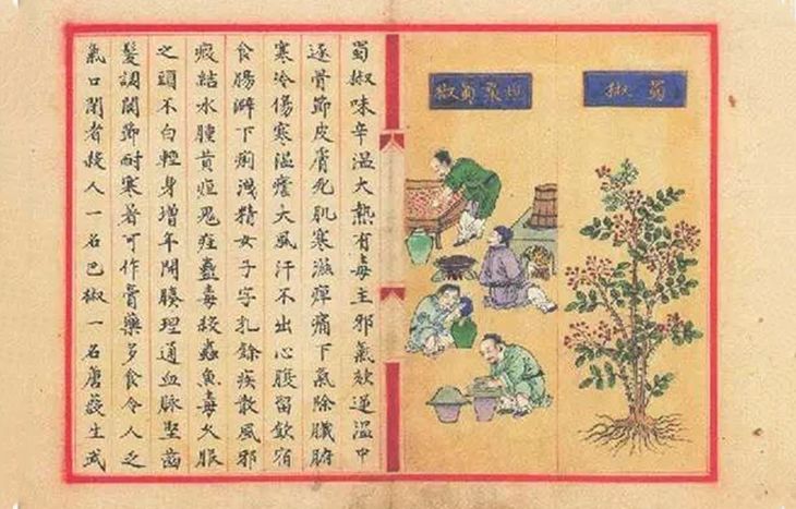 图片 | 来源于网络如此炮制可使生姜易于与醋泡液结合,营养更好吸收.