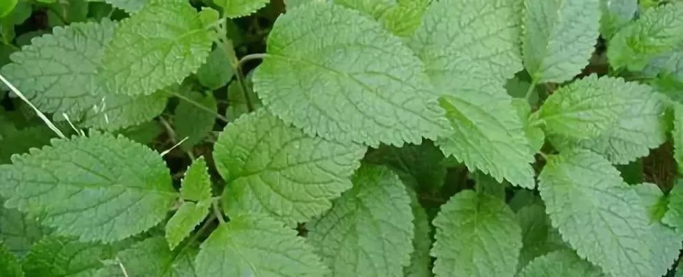 精油界的女儿红:广藿香精油