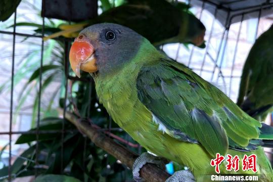 云南西双版纳查获野生鹦鹉鸟84只 全部放归自然