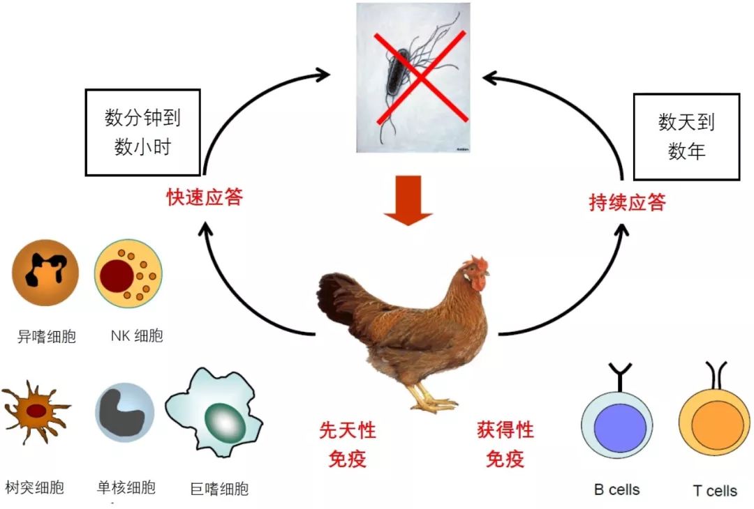 点击查看大图先天性免疫和获得性免疫的持续时间看到这里估计大家