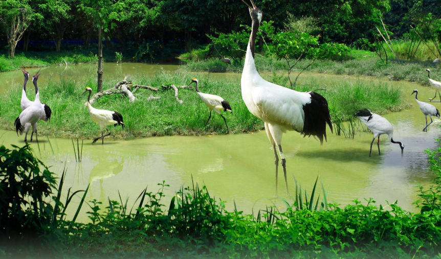 广州也有很不错景点长隆公园就很好一家人去旅游可以选择它