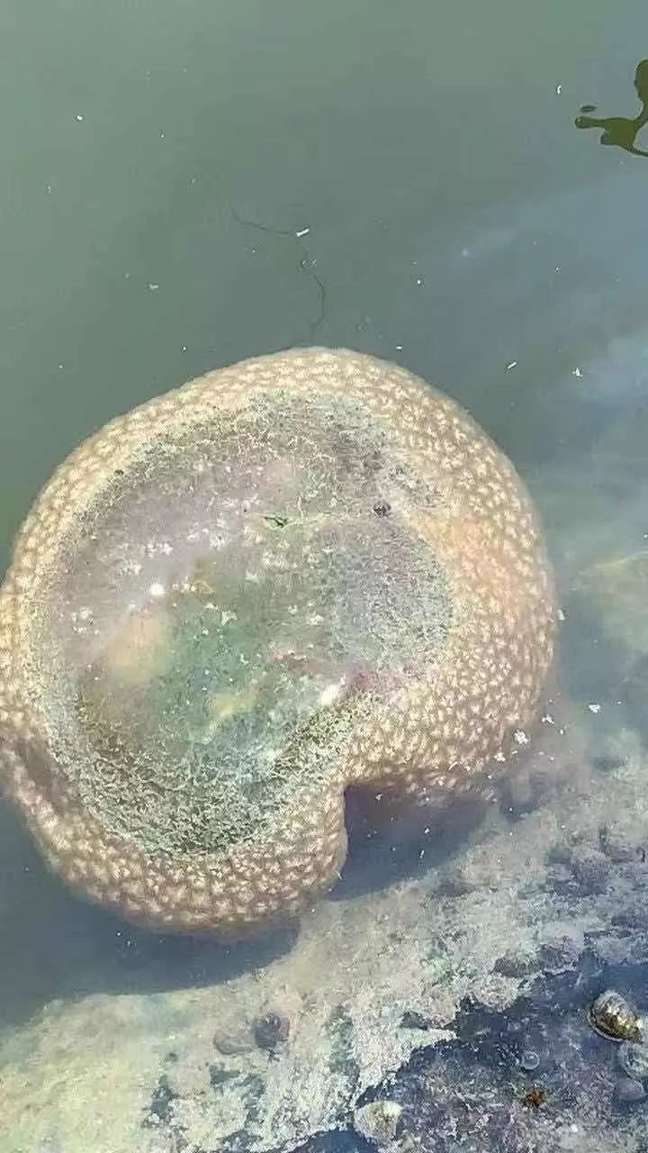 萧山网友发现不明生物!有人叫它"水太岁"