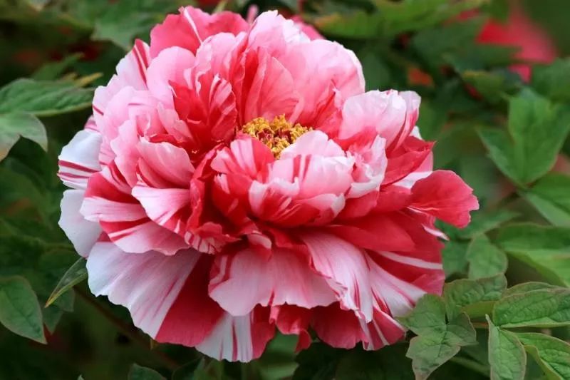 牡丹,我心中的国花!_中国