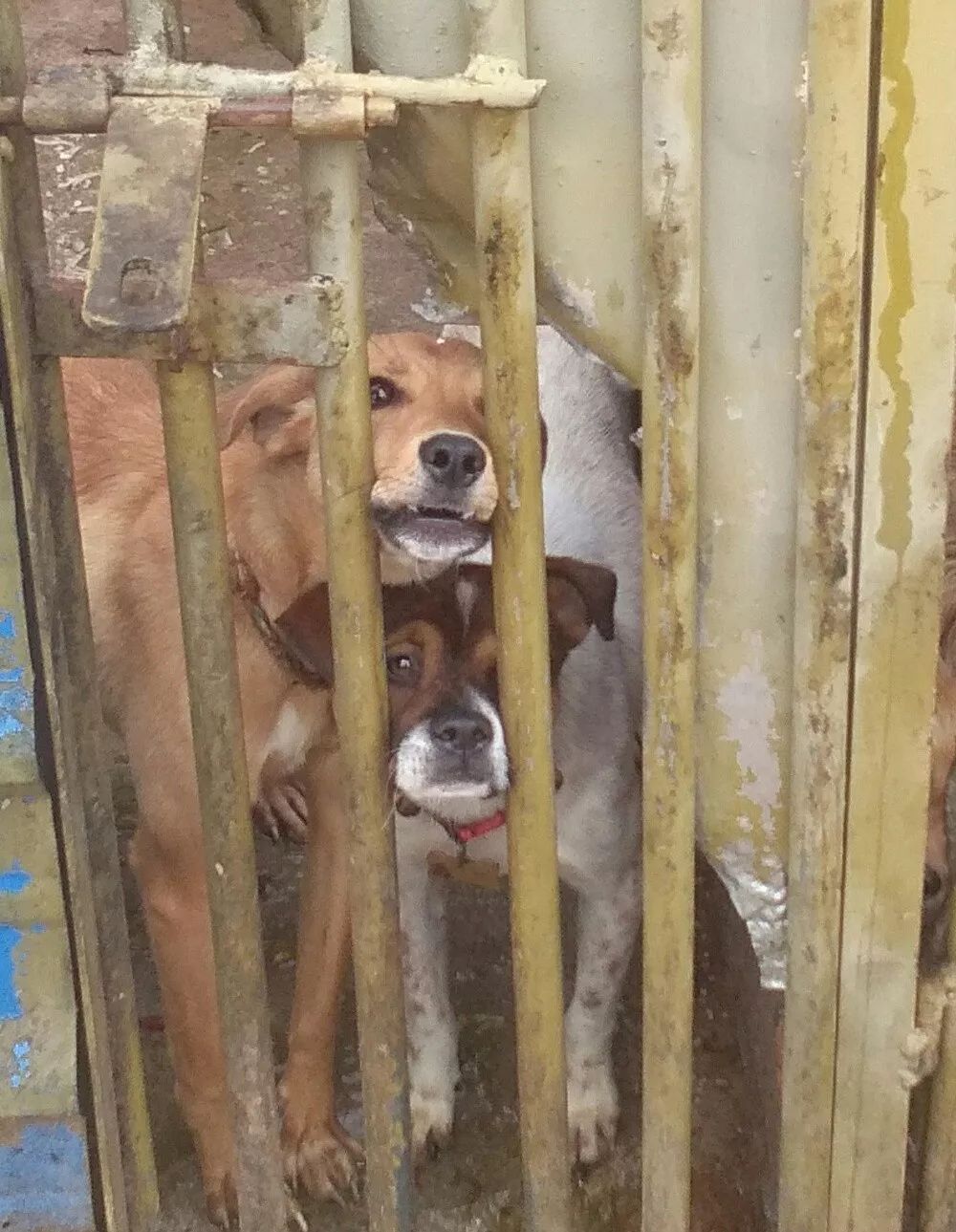 探访丽江流浪狗收容所这些现状让人揪心