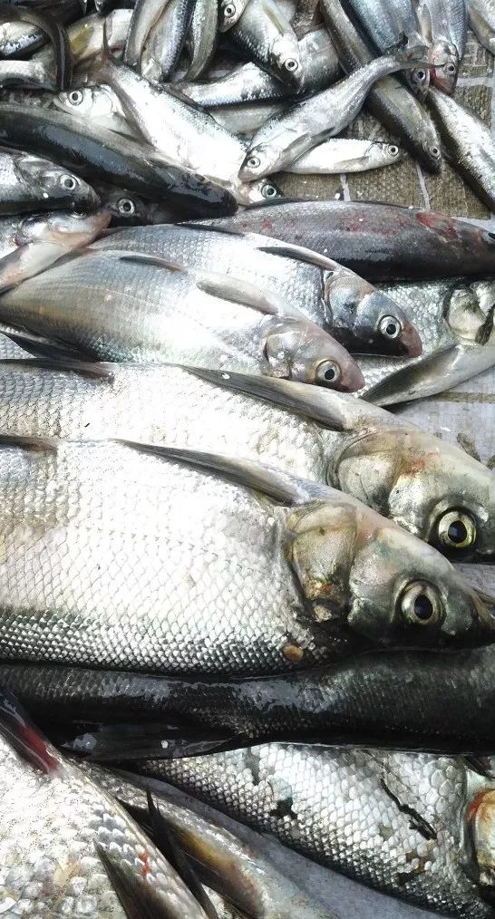 野生魚類眾多包括:徐家河野生胖頭魚,針魚,子,小鯽魚,小麻魚,小白魚