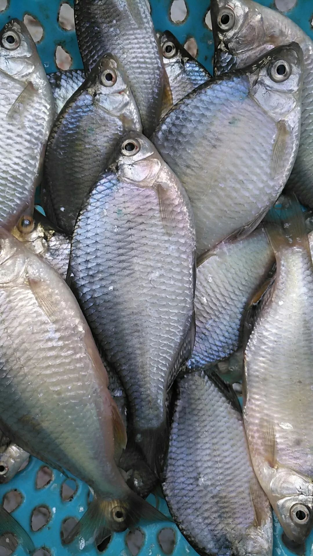 沌口惊现最土农家菜柴火土灶大锅带我们回到儿时