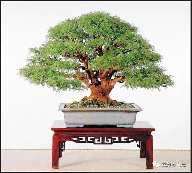 至此,这株黄连木盆景所有基本的要素都已经具备了,但为了让其更快的