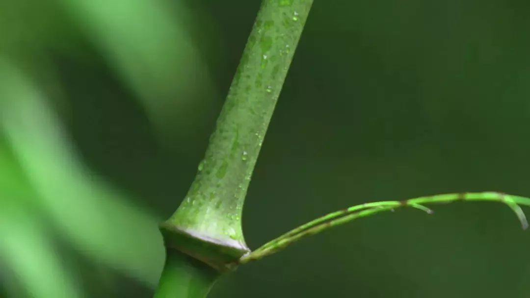 20世纪90年代初,历史上曾经遍布大关的筇竹林,却由于毁竹开荒,掠夺式