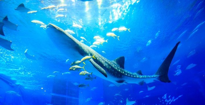 日本最值得参观的10所水族馆上篇