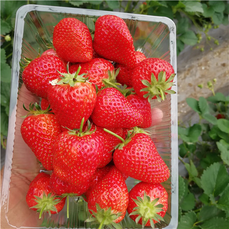 隋珠乡野草莓苗多少钱一棵隋珠草莓苗管理技术