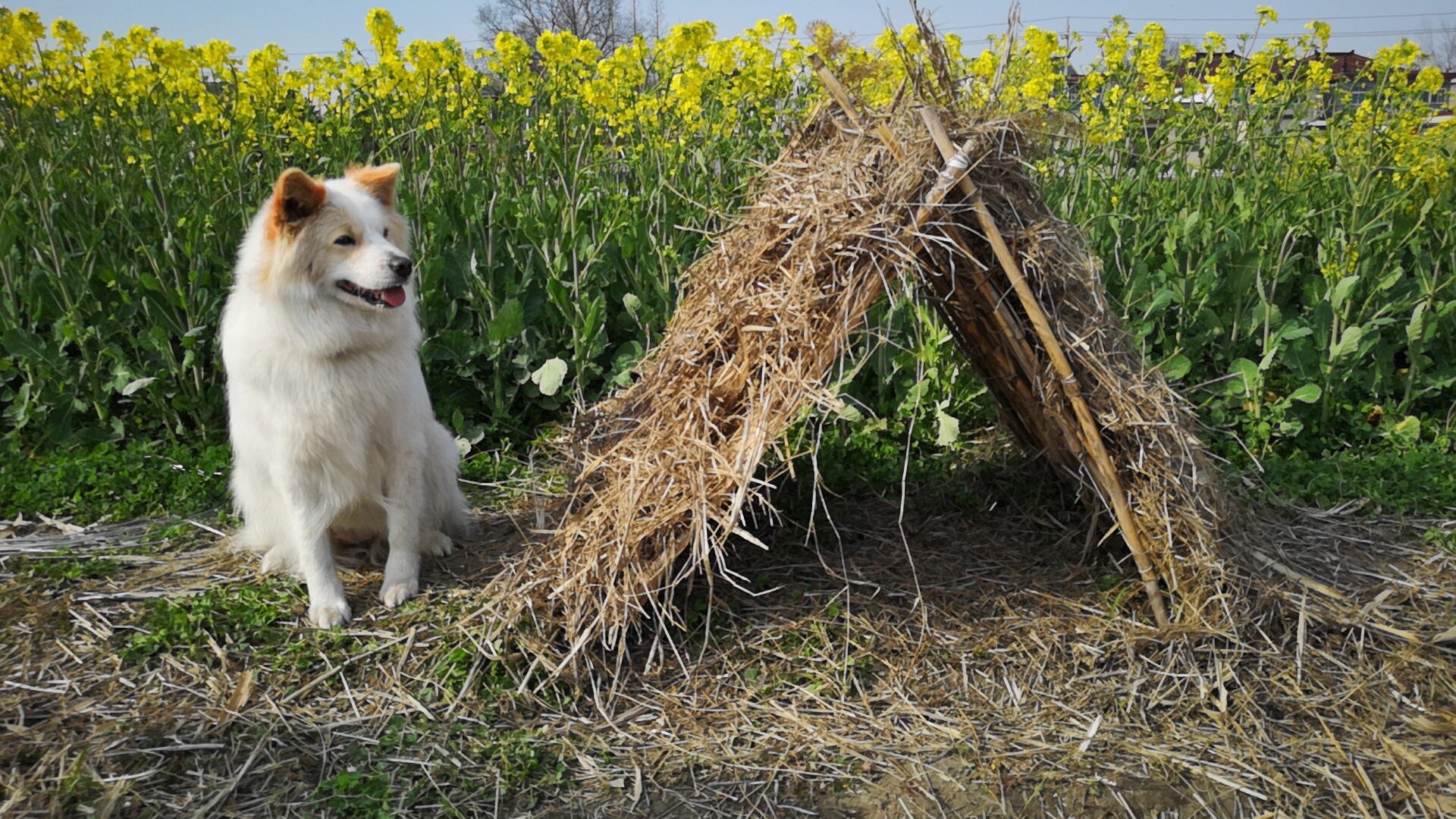 众人搭建狗窝,汪见到成品的表情不由令人发笑