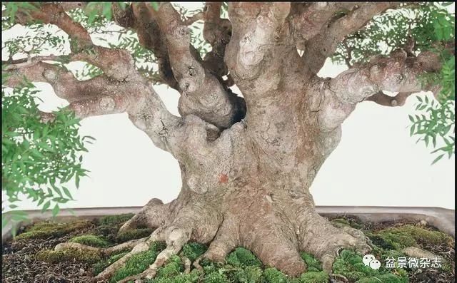 孔庙前遍植的黄连木由大师之手育成世界盆景大赛第一名作