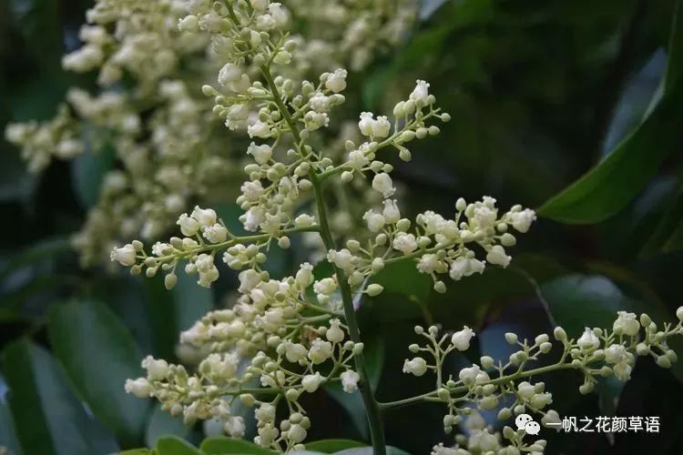 你好大自然第114期人面子