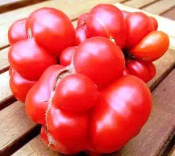 国外番茄大赏这个番茄这么丑却是我吃过最好吃的番茄