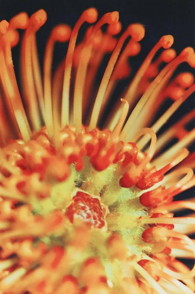 女摄影师第55期蜷川实花迷幻的花