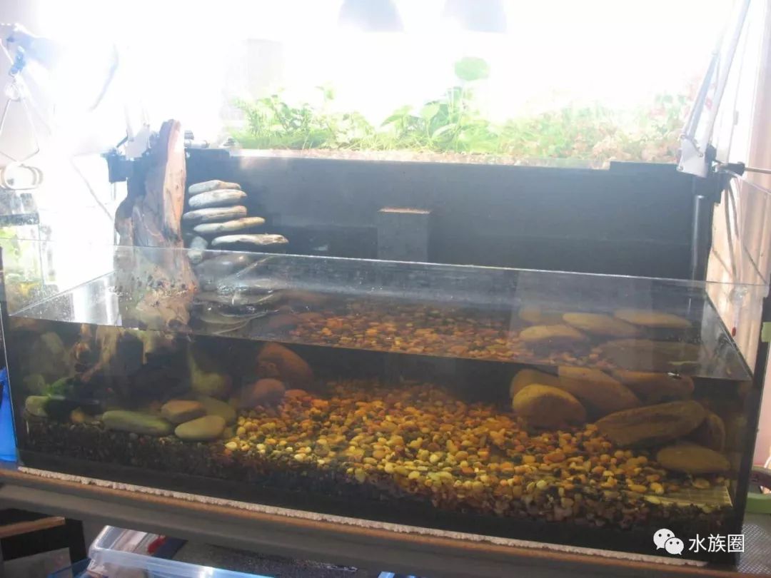 乌龟缸造景?第一次听说?快进来看看!
