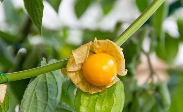 这种灯笼形野果,就是有些农民所说的灯笼果,也有的地方称之为姑鸟