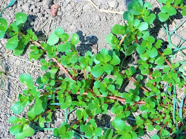 它的叶片光滑,肥厚多汁,新鲜的马蜂菜可以食用植,晒干的马蜂菜全草是