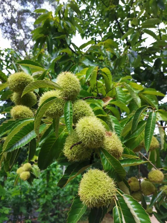 第二届昆明板栗节在禄劝县盛大开幕啦!
