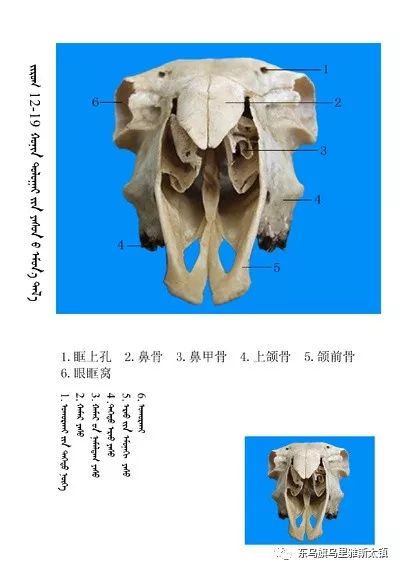 常识史上最全绵羊骨骼名称图解要分享哦