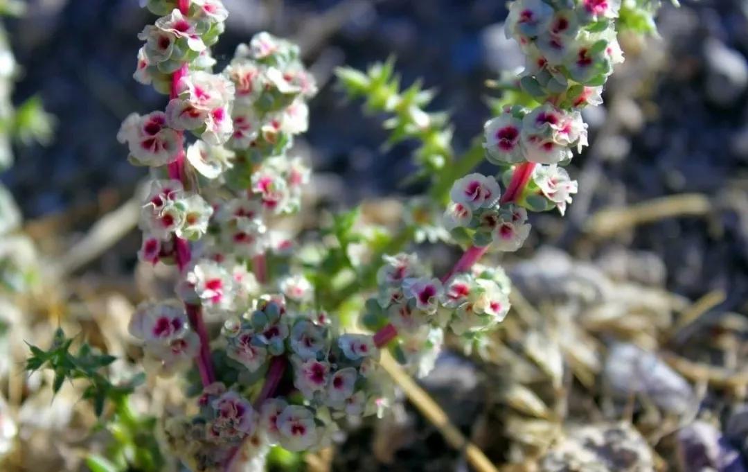 风滚草的生存之道:哪有什么坚强励志,全靠野蛮入侵