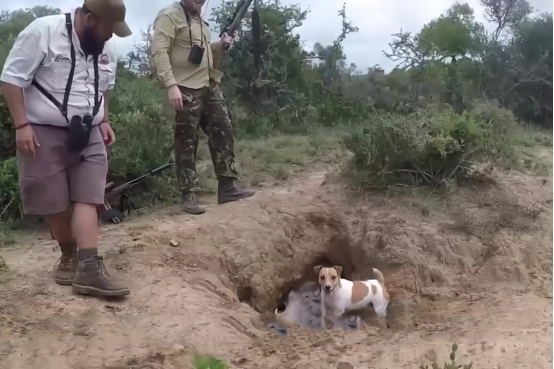 野豬差點被獵人打死趴在洞口一動不動獵人來之後意外突然發生