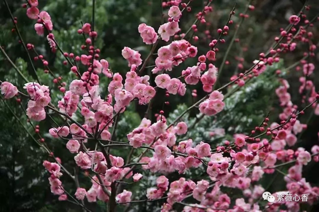 马慧云诗词曲专辑皖江淮女子诗词学会