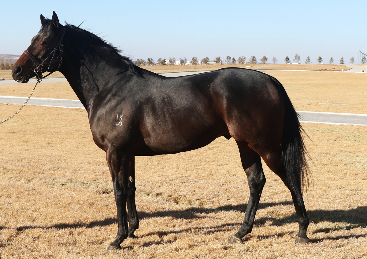 7月29日第六期玉龙马匹网络拍卖会准点开拍