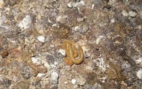 2,采食量下降,拉细条状,过料粪便.1,精神沉郁,生长不均,个体消瘦.