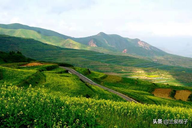 蘭州馬銜山腳下馬坡趟窯田地錯落滿目金黃油菜花盛開怒放