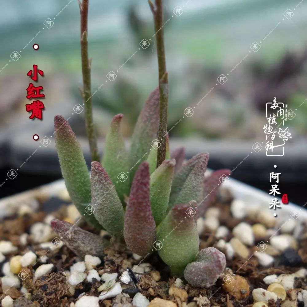 从几元到几千元多彩的天锦章属多肉附部分水泡的图鉴