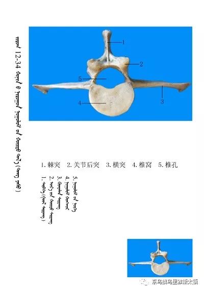 常识史上最全绵羊骨骼名称图解要分享哦